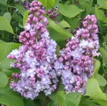 یاس خوشه ای